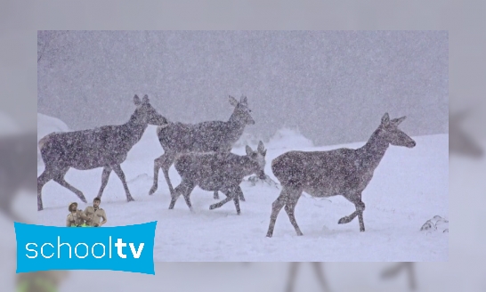 Hoe bereiden dieren zich voor op de winter?