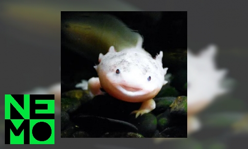 Plaatje Waarom heeft een axolotl geen schubben of haartjes?
