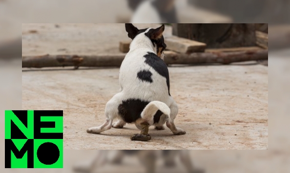 Poepen honden naar het noorden?