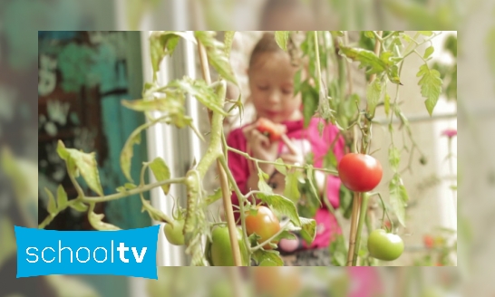 Hoe kweek je tomaten?