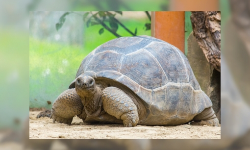 Reuzenschildpadden