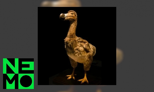 Plaatje Waarom is de dodo uitgestorven?