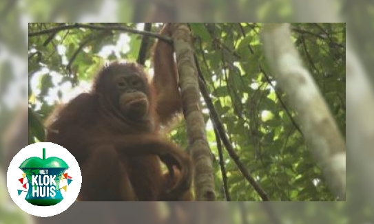 Plaatje Orang-Oetan leefgebied