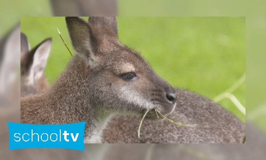 Pasgeboren wallaby