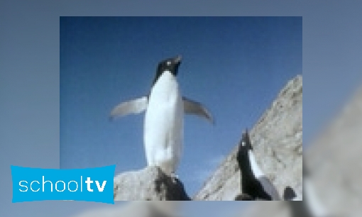 Voortplanting van pinguïns