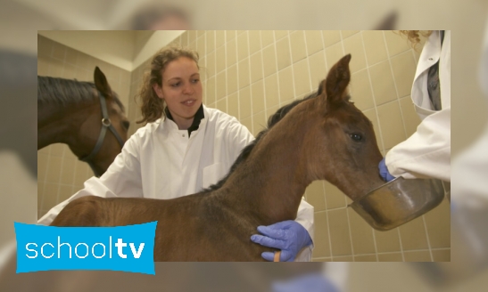 Plaatje Paardenziekenhuis