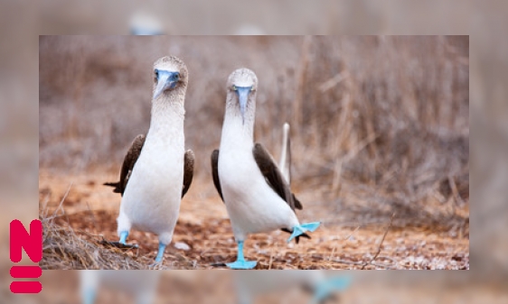 De blauwvoetgent: voetjes van de vloer of je loopt een blauwtje!