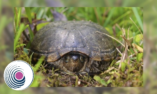 Plaatje Spreukbeurt oostelijke modderschildpad