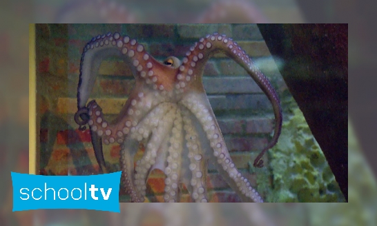 Plaatje Hoe beweegt een octopus?
