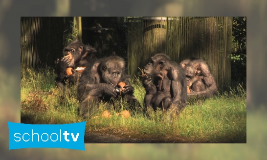 Plaatje Hoe gaan chimpansees met elkaar om?