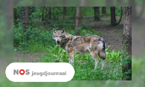 Wilde wolf gespot