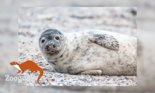 Plaatje Spreekbeurtinformatie over zeehonden