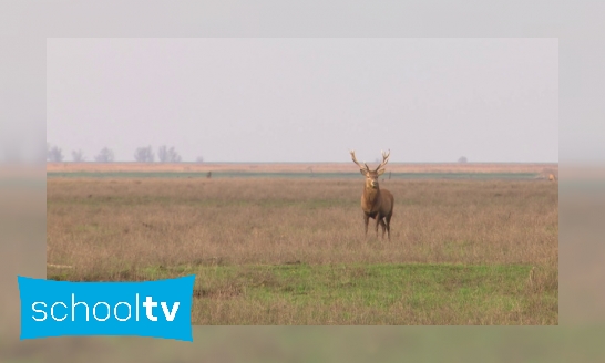 Waarom worden herten in de Oostvaardersplassen afgeschoten?