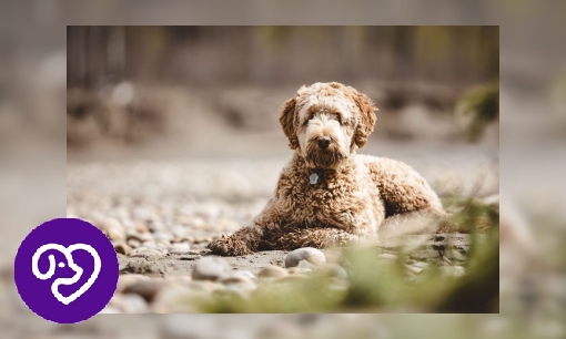 Plaatje Aussiedoodle