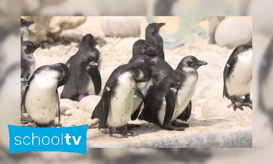 Plaatje Pinguïnopvang in Zuid-Afrika
