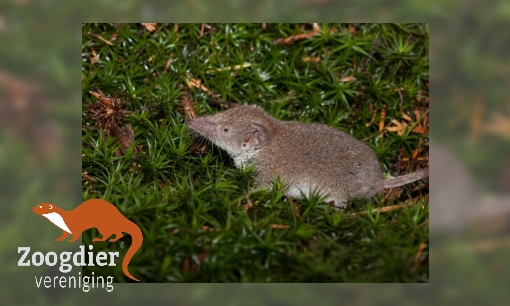 Plaatje Huisspitsmuis