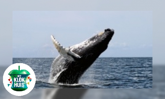 Plaatje Aangespoelde walvissen