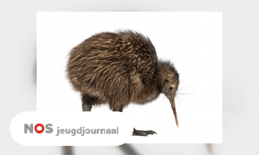 Dit is de eerste Nederlandse kiwi