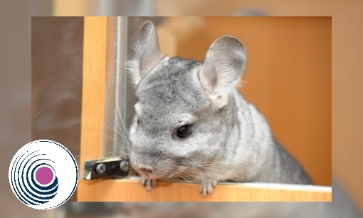 Chinchilla