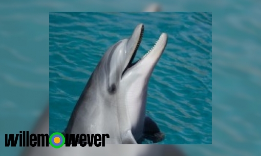 Plaatje Als een dolfijn geboren is hoe komt hij dan aan zijn voedsel?
