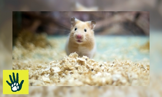 Plaatje Spreekbeurt over hamsters