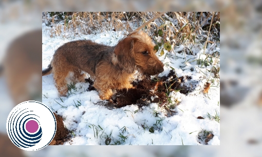 Huisdieren in de winter