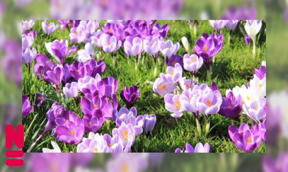 Wat bijen nodig hebben in de tuin of op het balkon