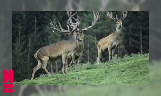 Wie niet sterk is… Onverwachte succesverhalen over evolutie