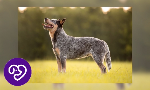 Plaatje Australian Cattle Dog