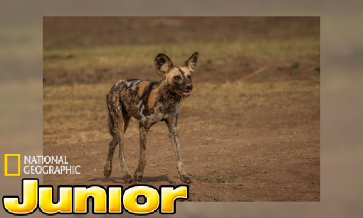 Plaatje Wist je dit al over de Afrikaanse wilde hond?