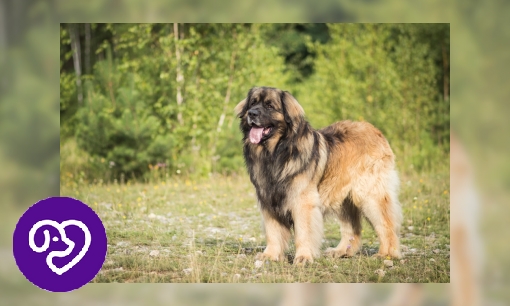 Plaatje Leonberger