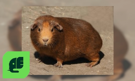 Plaatje Cavia