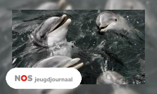 Plaatje Rusland zet dolfijnen in bij de oorlog