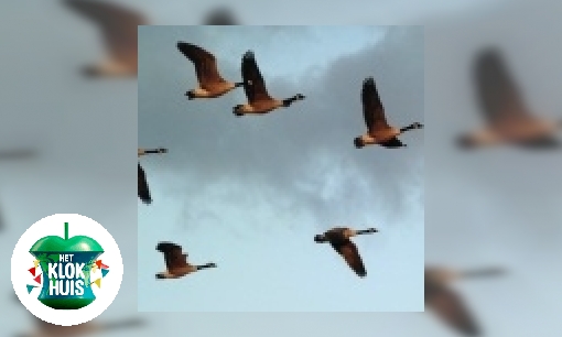 Plaatje Vogelwacht op Schiphol