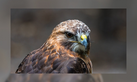 Plaatje Werkstuk roofvogels