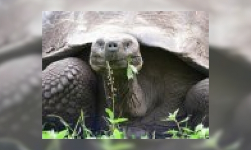 Plaatje Galapagos-reuzenschildpad