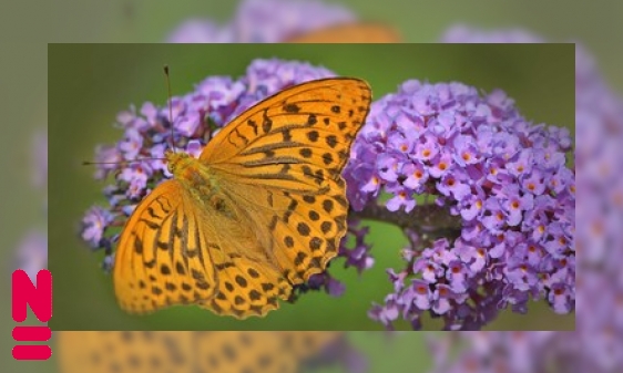 Insecten zijn vaak kieskeurige planteneters