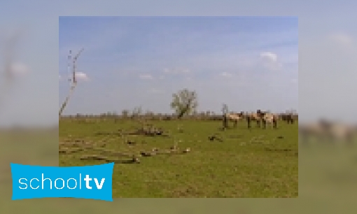 Plaatje De Oostvaardersplassen