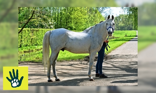 Plaatje Spreekbeurt over paarden