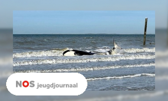 Plaatje Aangespoelde orka heeft het niet gered