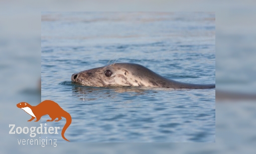 Plaatje Grijze zeehond