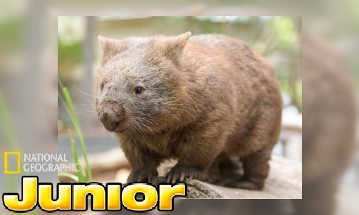 Plaatje Sterrins Dierenencyclopedie: de wombat