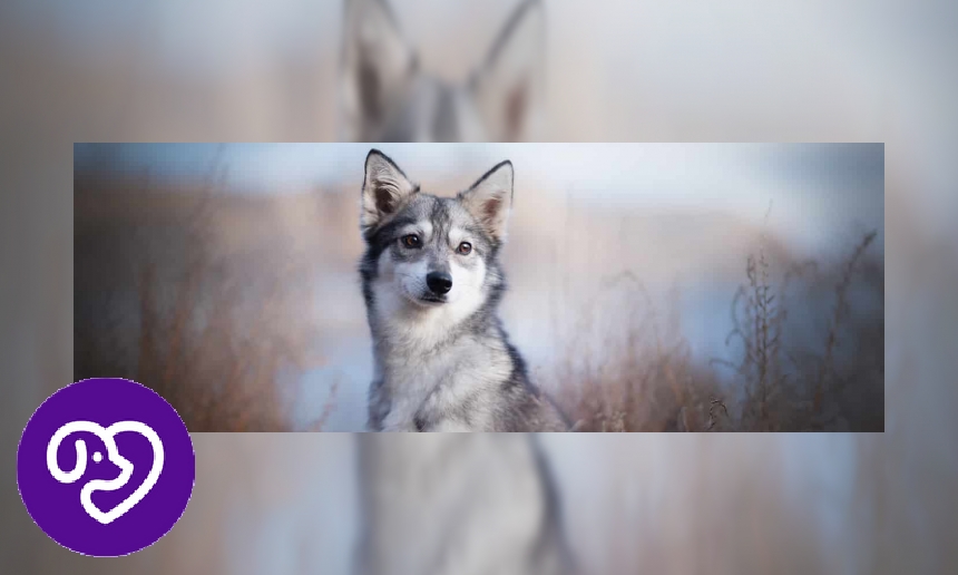 Plaatje Alaskan Klee Kai