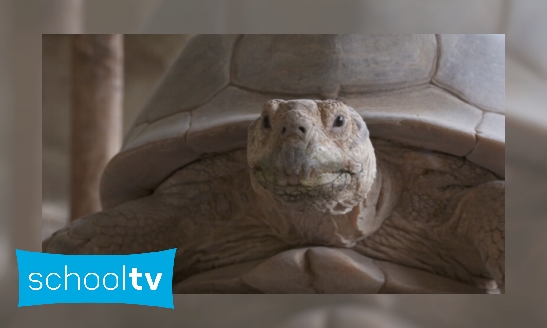 Plaatje Poep van een sporenschildpad