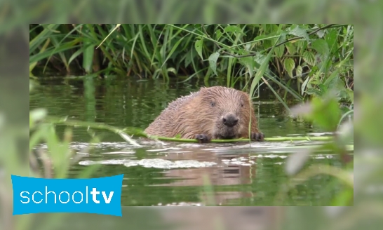 Plaatje Hoe leeft de bever?