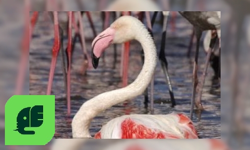 Plaatje Europese flamingo