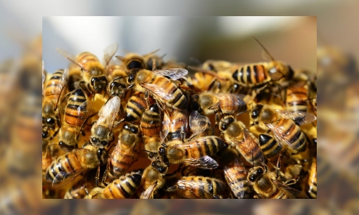 De bijen