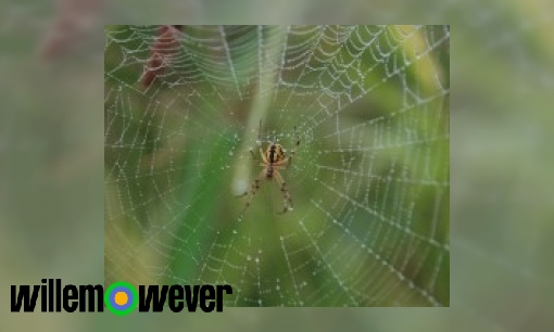 Plaatje Hoe spant een spin zijn web?