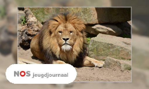 Plaatje Leeuwen uit dierentuin Artis gaan toch niet verhuizen