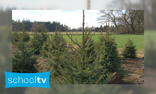 Plaatje Hoe worden kerstbomen gekweekt?